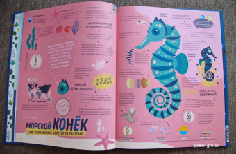 Пинтос, Ианнуззи: Как спит пчела? Удивительные факты о животных и их суперспособностях