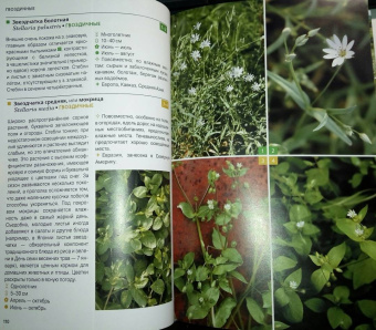 Ирина Пескова: Травянистые растения средней полосы России. Фотоопределитель