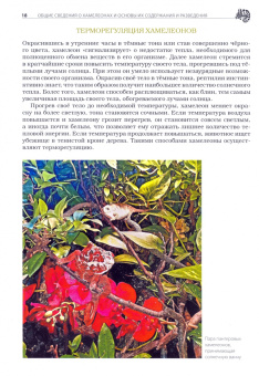 А. Киселев: Хамелеоны. Содержание и разведение в домашних условиях