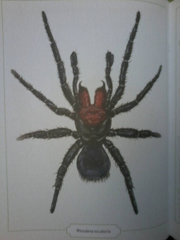 Сэми Бэйли: Энциклопедия опасных животных