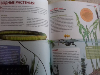Горы, леса и растительный мир