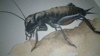 Франсуа Лассерр: Музей живых насекомых