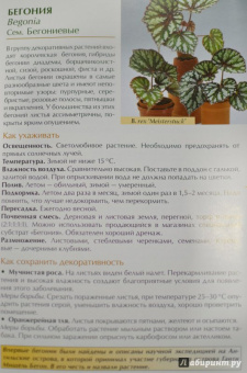 Валентин Воронцов: Секреты ухода. Декоративнолистные комнатные растений