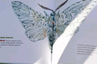 Елена Хаецкая: Полет Гарпии