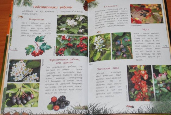 Петр Волцит: Ягоды и грибы