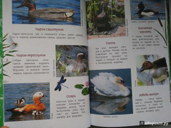 Василий Вишневский: Наши птицы. Определитель для детей