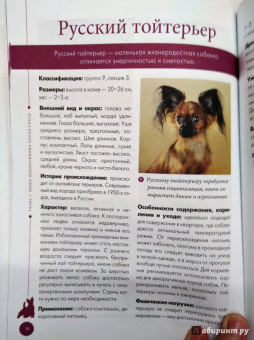 Арсений Нестеров: Мопсы, йорки и другие собачки той-пород