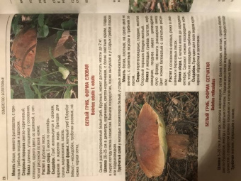 Иван Куреннов: Грибы. Полная иллюстрированная энциклопедия