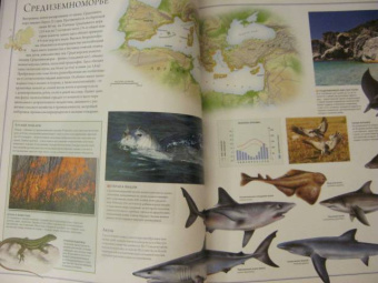 Бамбарадения, Вудрафф, Гинзберг: Животный мир. Иллюстрированный атлас