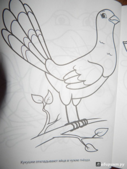 Большая раскраска "Животные"