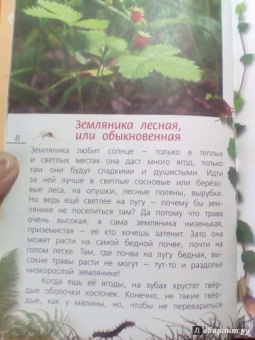 Петр Волцит: Ягоды и грибы