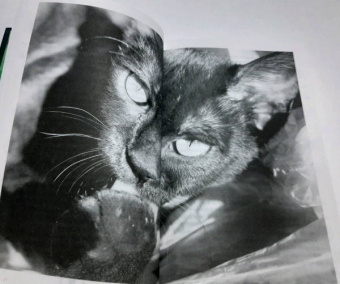 Наталья Меркулова: Даша и домовой. Месть водяному