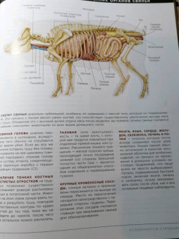 Адам Данфорт: Разделка мяса. Подробное фоторуководство по убою и разделке мяса птицы, кроликов, ягнят, коз