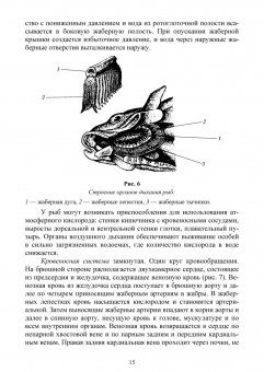 Гизатуллина, Макарова, Чернышова: Позвоночные животные. Учебное пособие