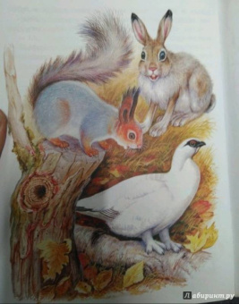 Николай Сладков: Сказки лесной опушки