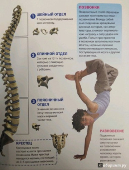Как устроен организм человека. Детская энциклопедия