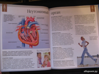 Буэ, Симон: Тело человека