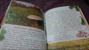 Петр Волцит: Ягоды и грибы