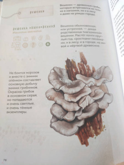 Михаил Вишневский: Грибы. Атлас-определитель