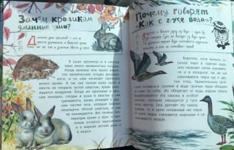 Танасийчук, Волцит, Альтшулер: Почемучкины сказки о животных