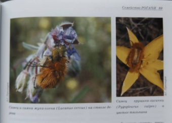 Александр Просвиров: Атлас жуков средней полосы России