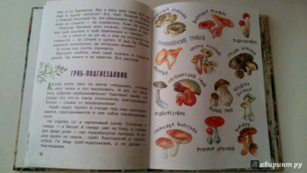 Николай Сладков: Лесные сказки