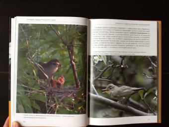 Константин Михайлов: Лесные птицы России