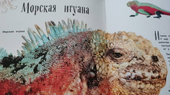 Бен Хоар: Удивительные животные. Энциклопедия