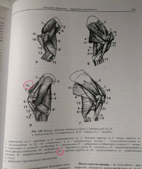 Акаевский, Юдичев, Селезнев: Анатомия домашних животных