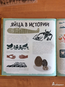 Лена Шёберг: Крутые факты о яйцах