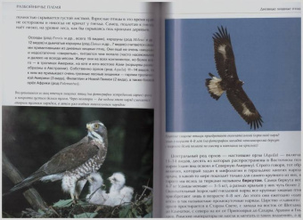 Константин Михайлов: Лесные птицы России