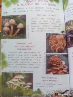 Петр Волцит: Ягоды и грибы