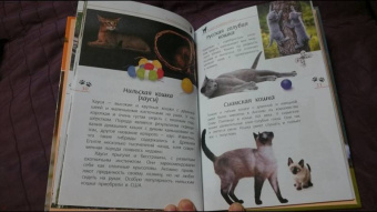 Александр Тихонов: Кошки дикие и домашние