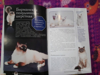 Николай Непомнящий: Все о кошках