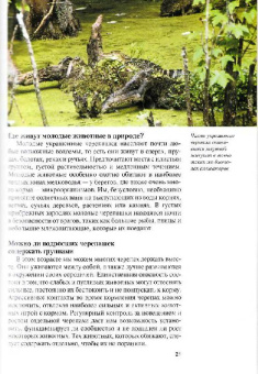 Райнер Прашага: Красноухие черепахи. Содержание и уход