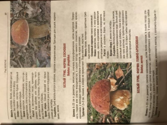 Иван Куреннов: Грибы. Полная иллюстрированная энциклопедия