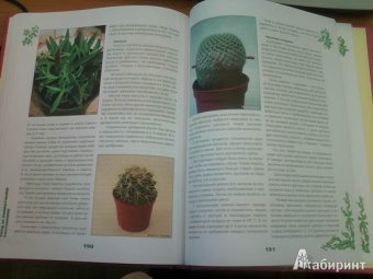 Иллюстрированная энциклопедия комнатных растений