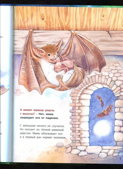 Фридерун Райхенштеттер: Куда летит летучая мышь? Познавательные истории