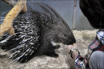 Дороченкова, Кравчук: В зоопарке скучно не бывает!