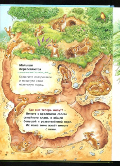 Фридерун Райхенштеттер: Как живут кролики и зайцы. Познавательные истории