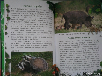 Александр Тихонов: Лесные тайны