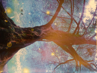 Мак Гагельдонк: Посмотри, как я могу! Чудеса животного мира