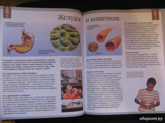 Буэ, Симон: Тело человека