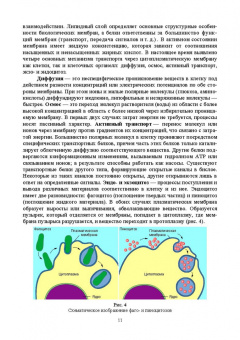 Евгений Музафаров: Биотехнология.Основы биологии. Учебное пособие для СПО