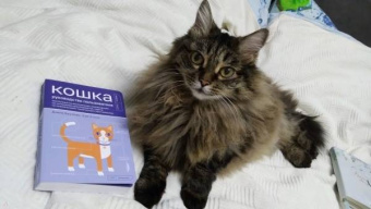 Бруннер, Столл: Кошка. Руководство пользователя. Инструкция по эксплуатации, рекомендации