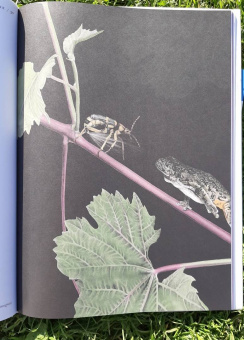 Барт Россел: Поразительные насекомые. Книга про подземных математиков, мастеров блефа, дружных кочевников, зомби