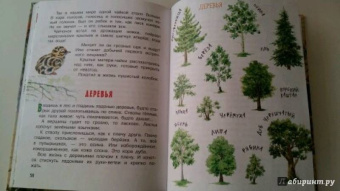 Николай Сладков: Лесные сказки