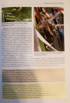 Онишко, Костерин: Стрекозы России. Иллюстрированный атлас-определитель