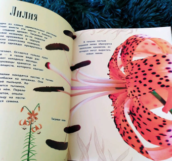 Бен Хоар: Чудеса природы. Энциклопедия