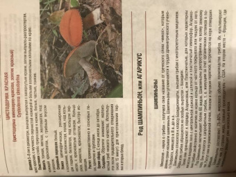 Иван Куреннов: Грибы. Полная иллюстрированная энциклопедия